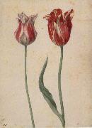 Two Tulips